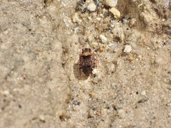 Ochterus