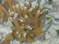 Acropora cervicornis