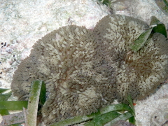 Stichodactyla