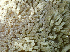 Stichodactyla