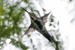 Anthracothorax prevostii