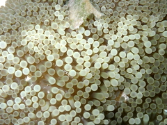 Stichodactyla