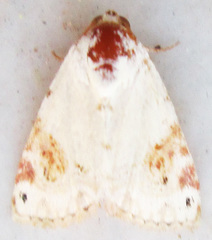 Eublemma ecthaemata