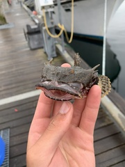 Myoxocephalus polyacanthocephalus