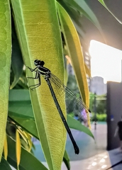 Onychargia atrocyana