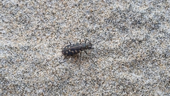 Cicindela carthagena