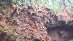 Asterodon ferruginosus