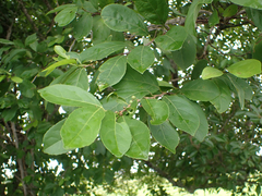 Xylosma flexuosa