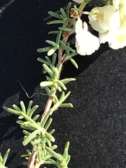 Polygonella americana