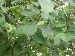 Xylosma flexuosa