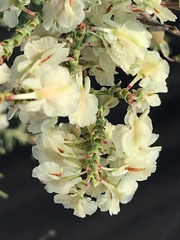 Polygonella americana