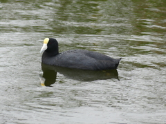 Fulica ardesiaca