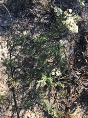 Polygonella americana