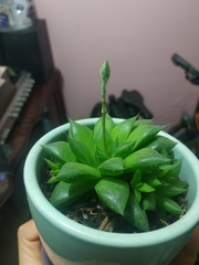 Haworthia