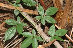 Rubus argutus