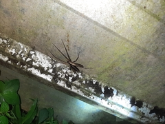 Heteropoda ocyalina