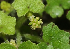 Hydrocotyle bowlesioides