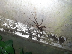 Heteropoda ocyalina