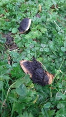 Scleroderma hypogaeum