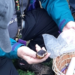 Scleroderma hypogaeum