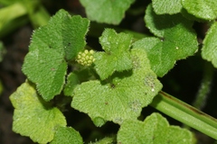 Hydrocotyle bowlesioides