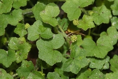 Hydrocotyle bowlesioides