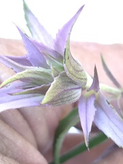 Monarda viridissima