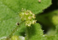 Hydrocotyle bowlesioides