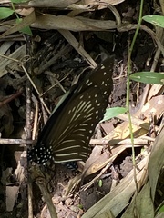 Euploea mulciber barsine