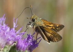 Hesperia attalus slossonae