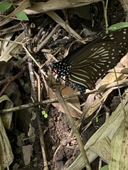 Euploea mulciber barsine