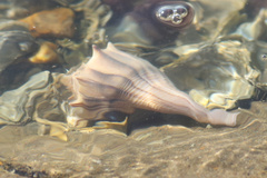 Sinistrofulgur pulleyi