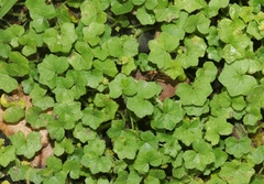 Hydrocotyle bowlesioides