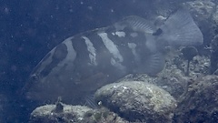 Epinephelus striatus
