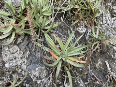Plantago maritima
