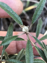 Croton argyranthemus