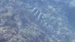 Epinephelus striatus