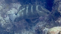 Epinephelus striatus
