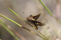 Lon melane vitellina