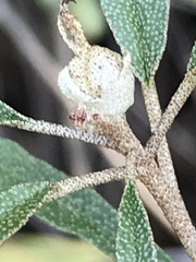 Croton argyranthemus