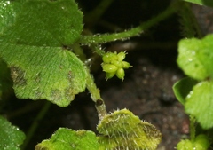 Hydrocotyle bowlesioides