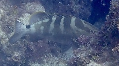 Epinephelus striatus