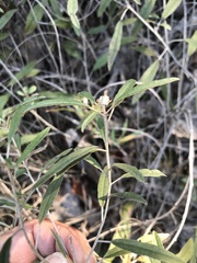 Croton argyranthemus