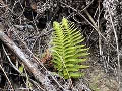 Dryopteris arguta