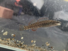 Etheostoma whipplei