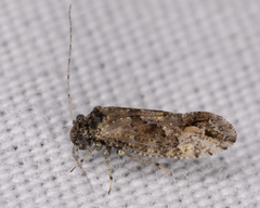 Myopsocidae