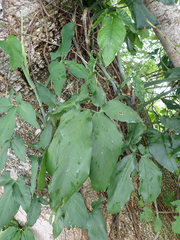 Syngonium angustatum
