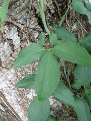 Syngonium angustatum