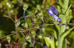 Trichostema suffrutescens