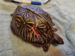 Terrapene carolina bauri